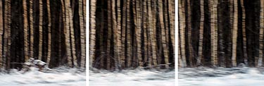 Highway Forest (2017)