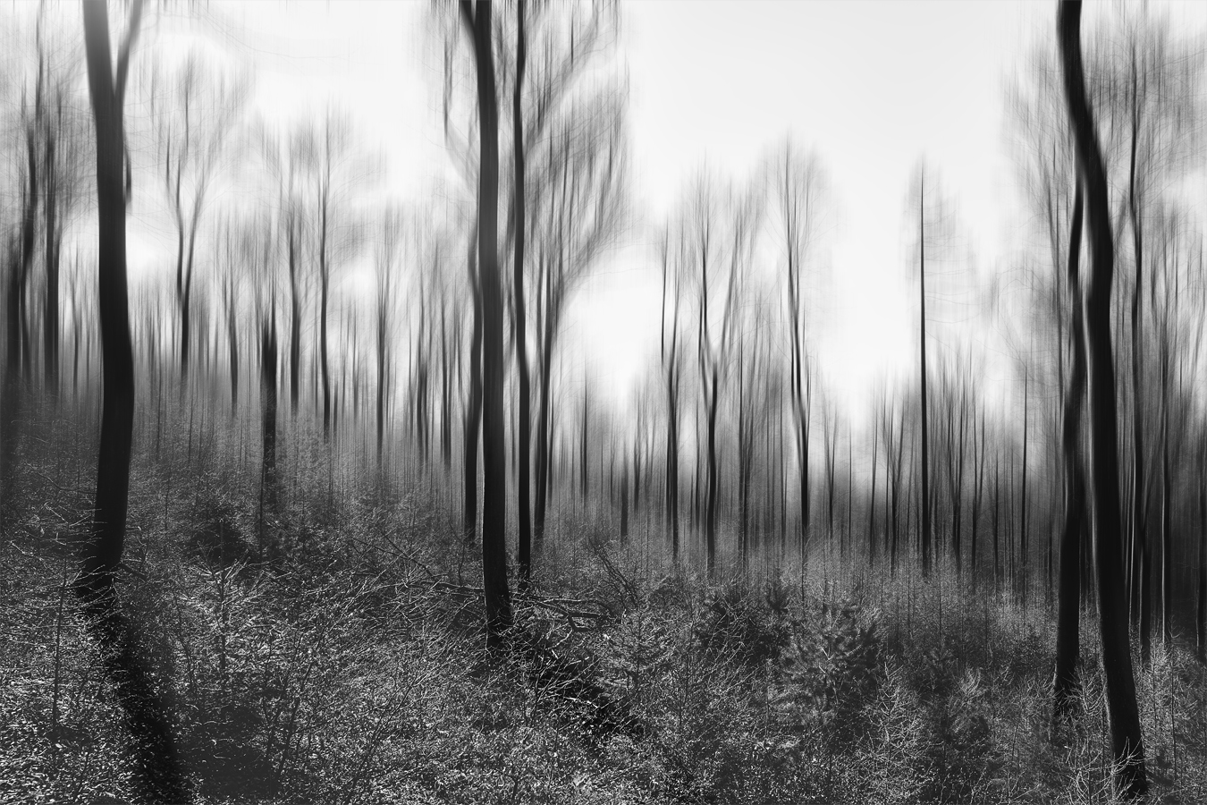 Spessart Forest (2020) Spessart Forest (2020)
