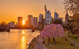 Frankfurt Abendrot Kirschbaum