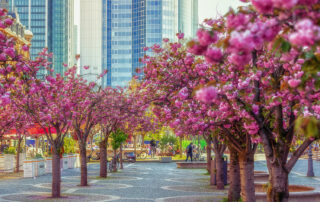Kirschblüte Opernplatz-02