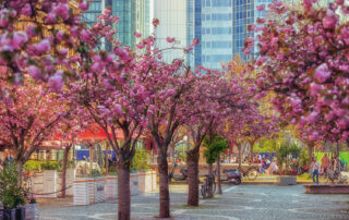 Kirschblüte Opernplatz