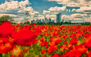 Mohnblumen Skyline-02