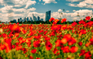 Mohnblumen Skyline-03