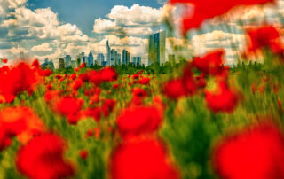Mohnblumen Skyline