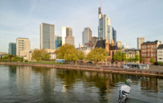 Taube Skyline Frankfurt