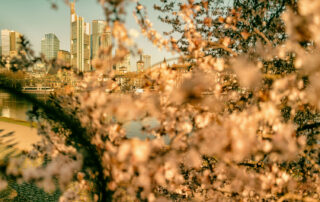 Kirschblüte Mainufer-02 – Vintage Look – BILD-ID: vin_024 Kirschblüte Mainufer-02 - Vintage Look