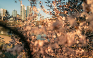 Kirschblüte Mainufer-06