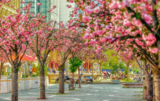 Kirschblüte Opernplatz – Vintage Look – BILD-ID: vin_025 Kirschblüte Opernplatz - Vintage Look