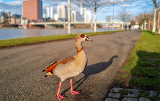Nilgans Mainufer-02