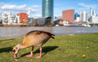 Nilgans Mainufer